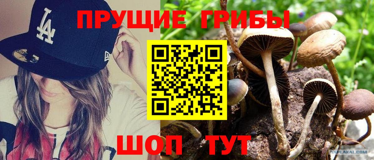 Псилоцибиновые грибы Psilocybine cubensis  Вход с VPN  Киров  Псилоцибиновые грибы прущие грибы 